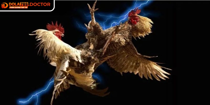 Đá gà 4K DOLA789 – Trận đấu kịch tính, hình ảnh sắc nét 1 Đá gà 4K DOLA789 có âm thanh sống động và đường truyền mượt mà