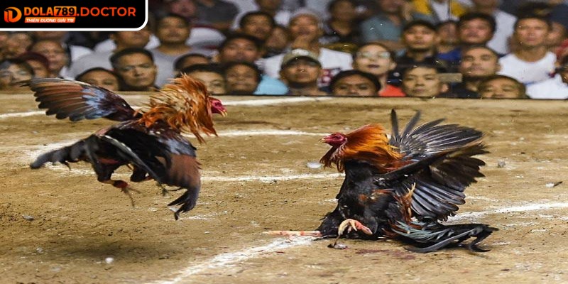 Đá gà 4K DOLA789 – Trận đấu kịch tính, hình ảnh sắc nét 3 Quan sát kỹ từng chuyển động khi trận đấu bắt đầu