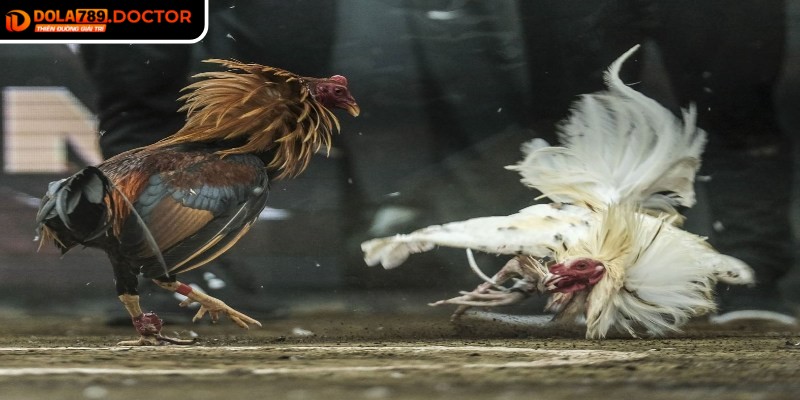 Đá gà 4K DOLA789 – Trận đấu kịch tính, hình ảnh sắc nét 2 Áp dụng những quy định nghiêm ngặt để giữ sự minh bạch