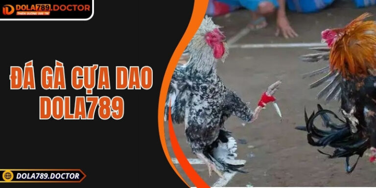 Đá gà cựa dao DOLA789 – Kịch tính, minh bạch và hấp dẫn