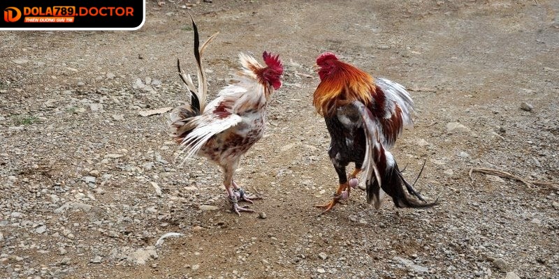 Đá gà cựa dao DOLA789 – Kịch tính, minh bạch và hấp dẫn 3 Ưu tiên chọn những trận đấu có thống kê đầy đủ để tránh rủi ro