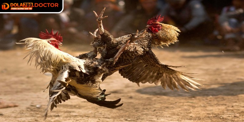 Đá gà cựa dao DOLA789 – Kịch tính, minh bạch và hấp dẫn 2 Đa dạng kèo cược giúp tối ưu hóa giá trị vốn bỏ ra