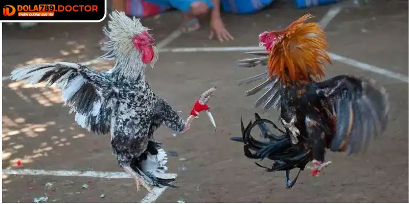 Đá gà cựa dao DOLA789 – Kịch tính, minh bạch và hấp dẫn 1 Đá gà cựa dao DOLA789 là sự kết hợp giữa truyền thống và công nghệ hiện đại