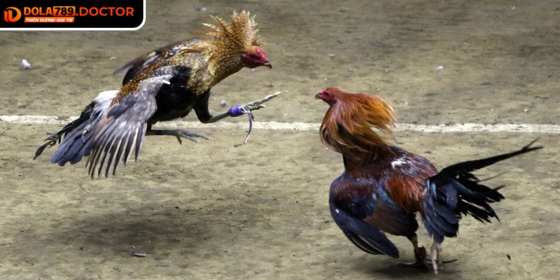 Đá gà cựa sắt DOLA789 – Hấp dẫn từng pha ra đòn, an toàn 3 Tận dụng kèo phụ giúp tối ưu hóa lợi nhuận, tăng trải nghiệm kịch tính