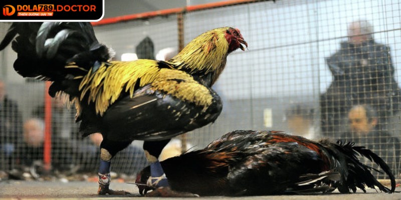 Đá gà cựa sắt DOLA789 – Hấp dẫn từng pha ra đòn, an toàn 1 Đá gà cựa sắt DOLA789 đem lại sự tiện lợi, dễ tiếp cận