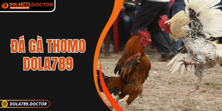 Đá gà Thomo DOLA789 – Kịch tính công bằng, trọn vẹn