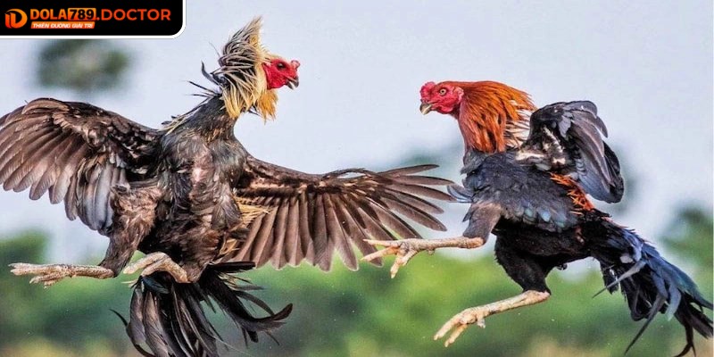 Đá gà Thomo DOLA789 – Kịch tính công bằng, trọn vẹn 1 Đá gà Thomo DOLA789 tái hiện không khí kịch tính của sới gà truyền thống