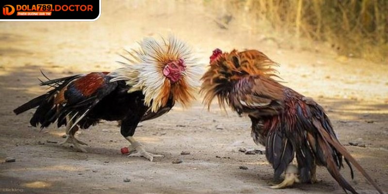 Đá gà Thomo DOLA789 – Kịch tính công bằng, trọn vẹn 3 Thử nghiệm nhiều loại kèo khác nhau mang đến góc nhìn đa dạng