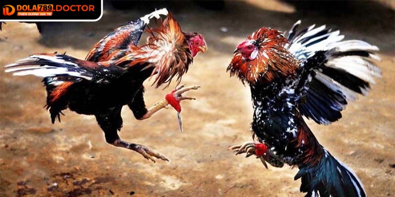 Đá gà Thomo DOLA789 – Kịch tính công bằng, trọn vẹn 2 Thomo sử dụng thuật toán xử lý thông minh, đảm bảo kết quả minh bạch