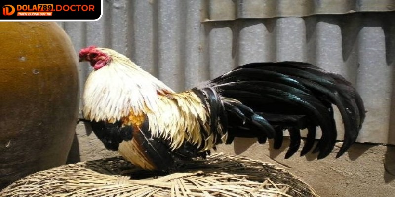 Đá gà tre DOLA789 – Trận đấu kịch tính, cược minh bạch 3 Thời điểm đặt cược hợp lý sẽ nâng cao cơ hội thắng