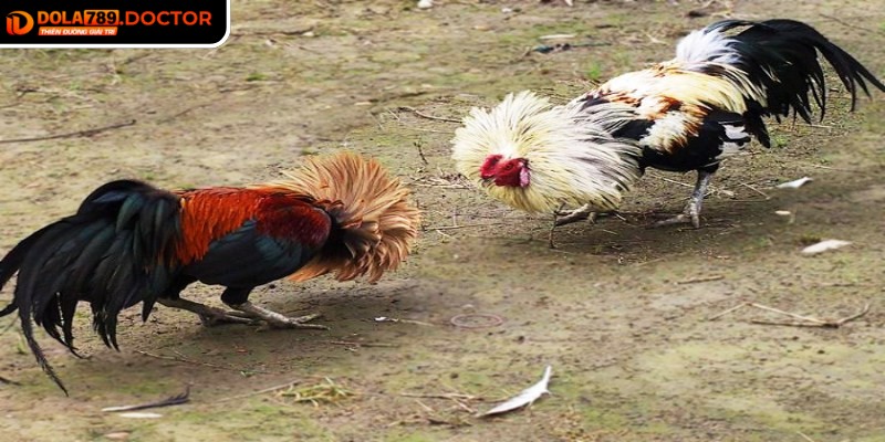 Đá gà tre DOLA789 – Trận đấu kịch tính, cược minh bạch 2 Tỷ lệ thưởng hợp lý kết hợp với nhiều mức cược giúp tối ưu hóa lợi nhuận