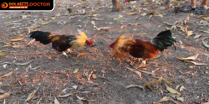 Đá gà tre DOLA789 – Trận đấu kịch tính, cược minh bạch 1 Đá gà tre DOLA789 mang lại trải nghiệm chân thực và sống động