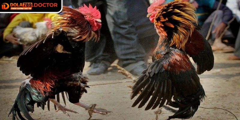 Kèo máu DOLA789 là loại kèo dựa trên việc dự đoán chiến kê sẽ bị thương